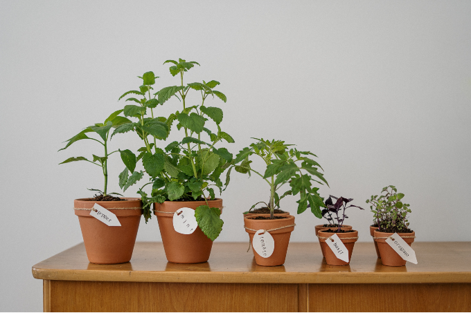 tendance déco covid-19 potager jardin d'autosuffisance
